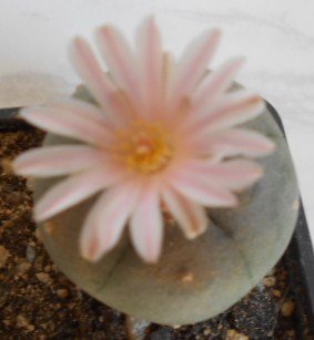 Lophophora williamsii​, 50 Samen Frische Ernte, Peyote, Ariocarpus (Big-Pack)