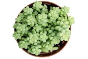 DECOALIVE Mini Planta Suculenta Sedum Burrito Sedum Morganianum