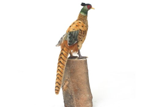 Pheasant 31Cm