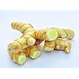Gachwala 6 Rhizomes of Real Mango Ginger | White Turmeric Mango Ginger for Kitchen Garden - Fresh Curcuma Amada | Live Root Cuttings for Growing Plant