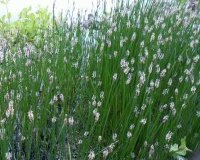 gemischtes Pflanzensortiment mit 25 Pflanzen Teichpflanzen Teichpflanze Teich - 8