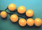 250 Semillas de SweetFT híbrido - Tomates fruited