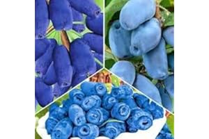 AMAZONSEEEDS MIRTILLO SIBERIANO LONICERA KAMTSCHATICA PIANTE DI 2 ANNI 30-40 CM