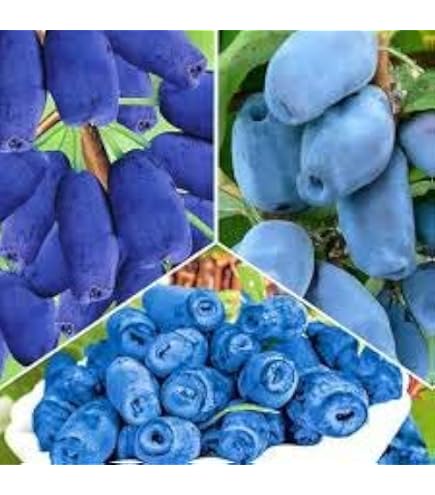 Pianta Di Mirtillo Siberiano Lonicera Kamtschatica Aurora - Cespuglio Da Frutta