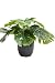 Produktbild Flora-Seta GmbH Kunstpflanze (Alocasia, Dieffenbachia, Aglaonema, Zebrina, Calathea, Monstera) Höhe 20-30 cm im schwarzen Kunststofftopf (Monstera)