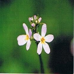 Water Violet Bach Flower Remedy