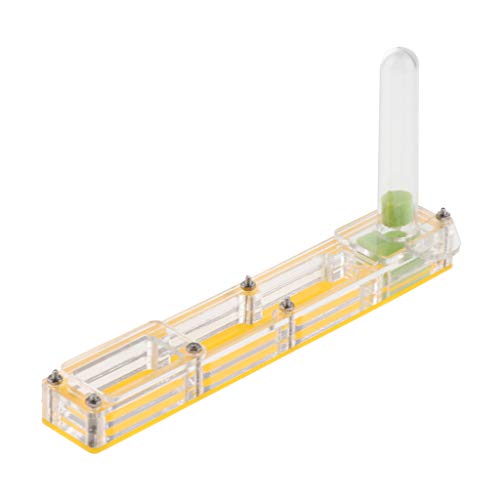 B Blesiya Fourmilière Acrylique Claire Ant Farm -Formicarium pour Live Ants 14x2,2x1,5cm - Jaune