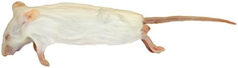 Euro Rep Frozen Mice Medium Size 15-22g - Pack of 100