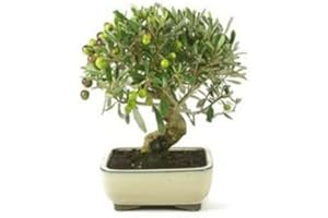 MISTRAL BONSAI Bonsai olivo 8 años - Olea europea - Bonsai natural - Planta viva
