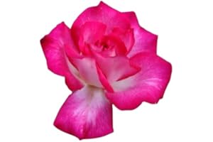 GIFTAPLANT ROSE SWEET CAROLINE- Superb Plant & Flower Gift For Birthday, Personalised Gift For Her