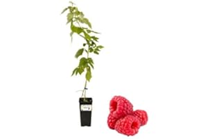 P. Piantine da Orto | Lampone Rosso Rifiorente, Vaso da 2L, Pianta Pronta per Il Trapianto, Pianta Vera da Orto, da Balcone e da Esterno, Vivaio Italiano