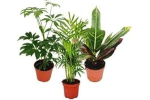 BRYNCIR GARDEN CENTRE Houseplant Mix 6 Plants in 9cm Pot