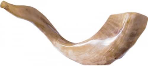 Authentique Shofar De Jérusalem En Corne De Bélier - Chofar Kippour 35,6 Cm Poli à La Main, Casher De Terre Sainte