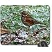 Produktbild REDWING ON FROSTY GRASS Mouse Pad, Mousepad (Birds Mouse Pad)