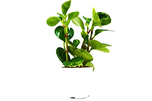 Preisvergleich Produktbild GEOPONICS Liad Neoia 'Merry-Go-Round' - Paul Wingert - liads