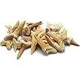 Prehistoric Fossils Shark Tooth Pack