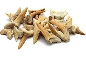 JURASSIC JACKS Prehistoric Fossils Shark Tooth Pack