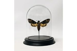 Glaskupol med Acherontia atropos fjäril – 16 x 11 cm – demuseumvinkel.com