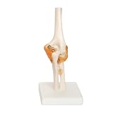articulacion del codo anatomia 66fit Modelo anatómico articulación del codo