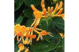 COUNTRY CLIMBERS & GARDEN FAVOURITES Lonicera henryi Copper Beauty Honeysuckle Rich Bronze Evergreen Leaves and coppery-Yellow Flowers 1 Litre Pot