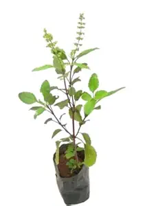 Yoyo Live Tulsi Plant (Pack of 1)
