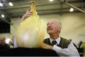 SVI NEW 50 SEEDS - Giant Onion seeds. AILSA CRAIG Scottish heirloom a huge onion.Vegetable seed.