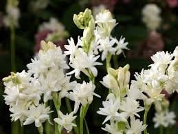 Millthorpe Plant Centre - (15 Bulbs) of Highly Fragrant White Polianthes Tuberosa - Mistress of The Night - Free P&P