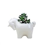 maceta ceramica unicornio ★Material: Cerámica Tamaño (largo x ancho): 12,8 x 9,6 cm.