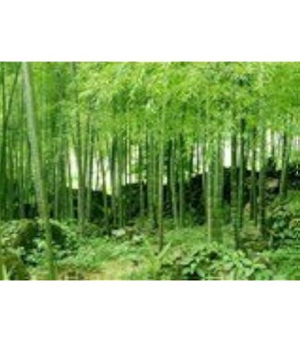 Riesen Moso Bambus Pflanze -Phyllostachys edulis- (Winterharter bis - 20C)  Pflanzengre 40-50 cm **Raritt** : Amazon.de: Garten