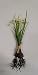 Produktbild 3 x Narzisse Osterglocke Zwiebel Frühling Seidenblume Kunstblume 1116050-34 F64