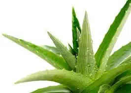 Creative Farmer Aloe Vera Grey-Green Ornamental Live Plant Indoor and Outdoor
