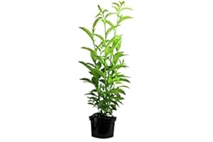 FLORES FRESCAS ONLINE Dama de Noche, Cestrum nocturnum, Galán de Noche. PORTES GRATIS