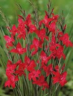 Gladiolus nanus - Winterharte Zwerggladiole " Robinetta " (5)