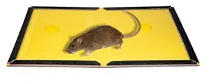 Mouse & Rat Glue Traps (Catch The Rats)