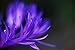 Produktbild Postereck - Poster 2773 - Kornblume, blau lila Bluete Pflanze Natur Flora Blume Größe 3:2-30.0 cm x 20.0 cm