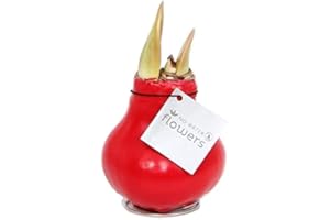 UNSERE-GAERTNEREI-MUELLER Waxz® Amaryllis Zwiebel gewachst, (Hippeastrum Hybride), rotblühend,keine Pflege nötig, (Rot)