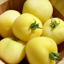 Gelbe Strauchtomate 10 Samen -süß- -Trägt im Schnitt 10 Tomaten pro Rispe-