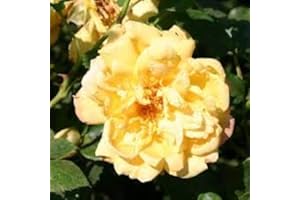 BRYNCIR GARDEN CENTRE Climbing Rose Goldfassade, Garden Plants & Flowers