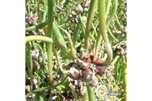 HORTIFLOR BUREAU Oignon rocambole - Oignon grelot - Allium cepa proliferum (lot de 3 pieds)