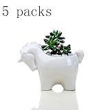 DesignDiseño científico: boca ancha con un pequeño orificio de drenaje en la parte inferior, beneficia la respiración rizomatosa de las plantas suculentas y evita que las raíces se pudran;