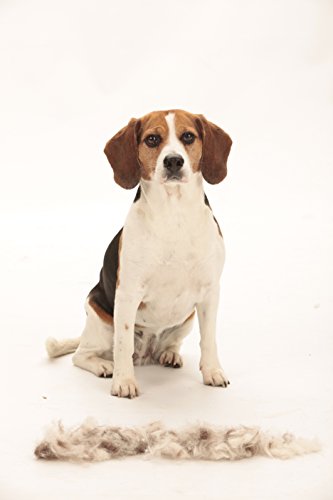 Furminator-Outil-deShedding-Anti-Mue-pour-Chien-de-Taille-Moyenne--Poils-Courts