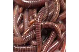 ECOLOMBRIZ Lombriz Roja Californiana (Eisenia foetida) 300 UDS Adultas