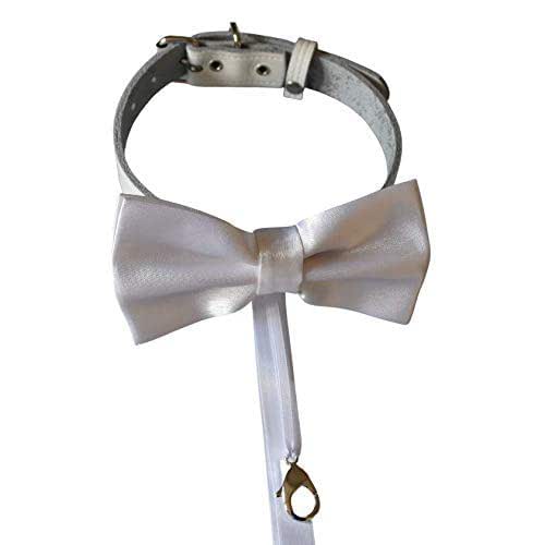 dog collar ring holder