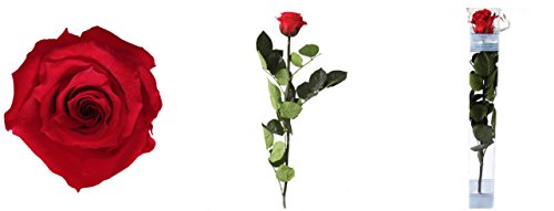 Rosen-te-amo 1 Liebes-Geschenkset, eine echte konservierte Rose in rot, mindestens 3 Jahre ohne Wasser haltbar, dazu eine - 5