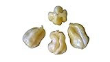  10 x Habanero White -Giant- Semillas