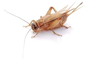 proinsects Heimchen groß | 4 Dosen | 160 STK