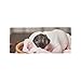 Produktbild Sleepy Puppy Dog Cute Cool Lether Business Card Coin Id Pouches Holder Travel Clutch Purse Money Clip Bifold Wallet Case for Girls Men and Women Front Pocket Checkbook