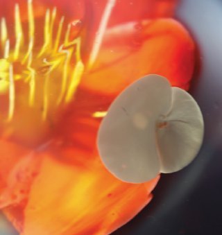 3d-Gelatine-Blumen: Stichnadel-Sprößlinge - 2