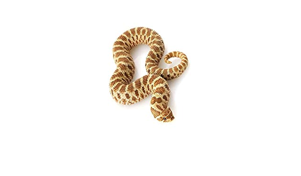hognose snake bedding