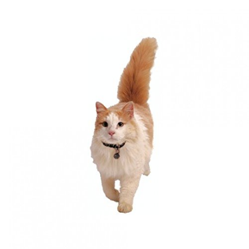 PetSafe-Cl-Magntique-Staywell-pour-Chatire-Magntique-pour-Chat-et-Collier-magntique-Lot-de-2